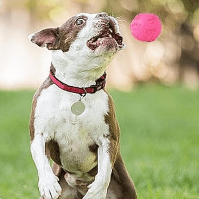 Balle pour Chien - DogChewToys™ - Rose - Le royaume du chien