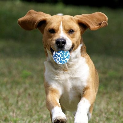 Balle pour chien - DogsPlayBall™ - Bleu - Le royaume du chien