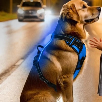 Harnais Chien - LEDDogHarnesses™ - Bleu - Le royaume du chien