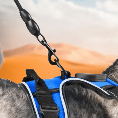 Harnais Chien - LEDDogHarnesses™ - Bleu - Le royaume du chien