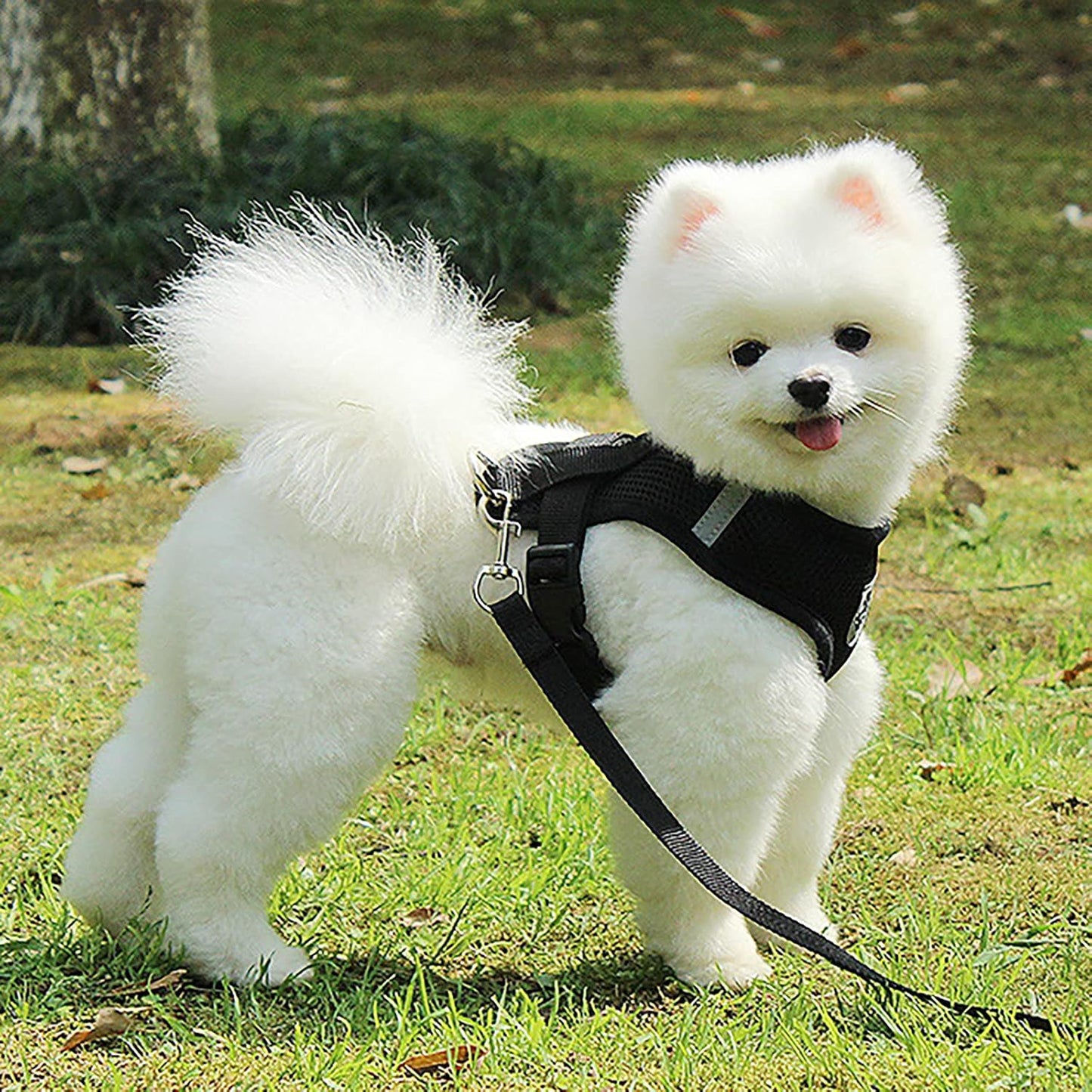Harnais Petit Chien - DogHarnessLeadLeash™ - Noir - Le royaume du chien