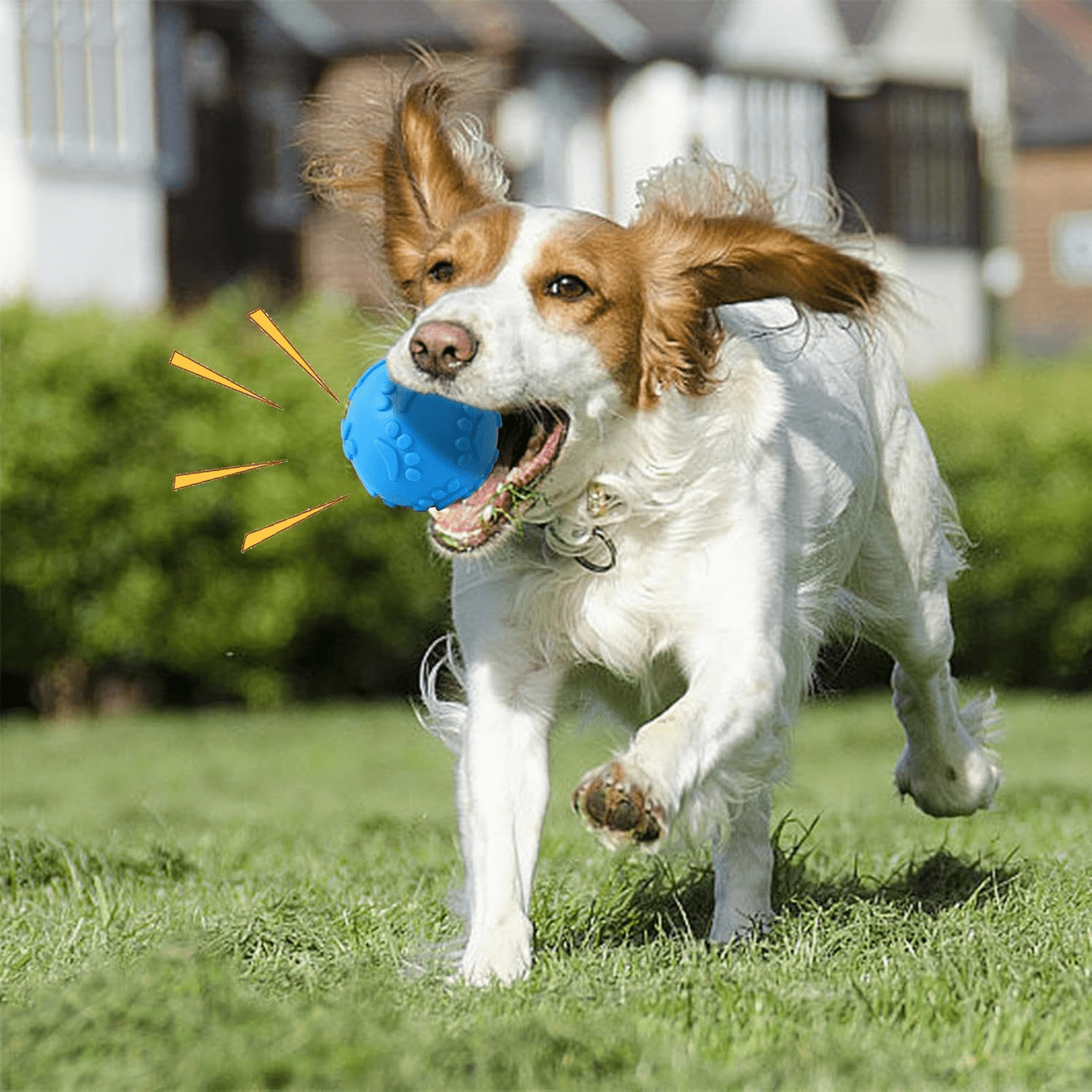 Balle pour Chien - DogChewToys™ - Bleu - Le royaume du chien