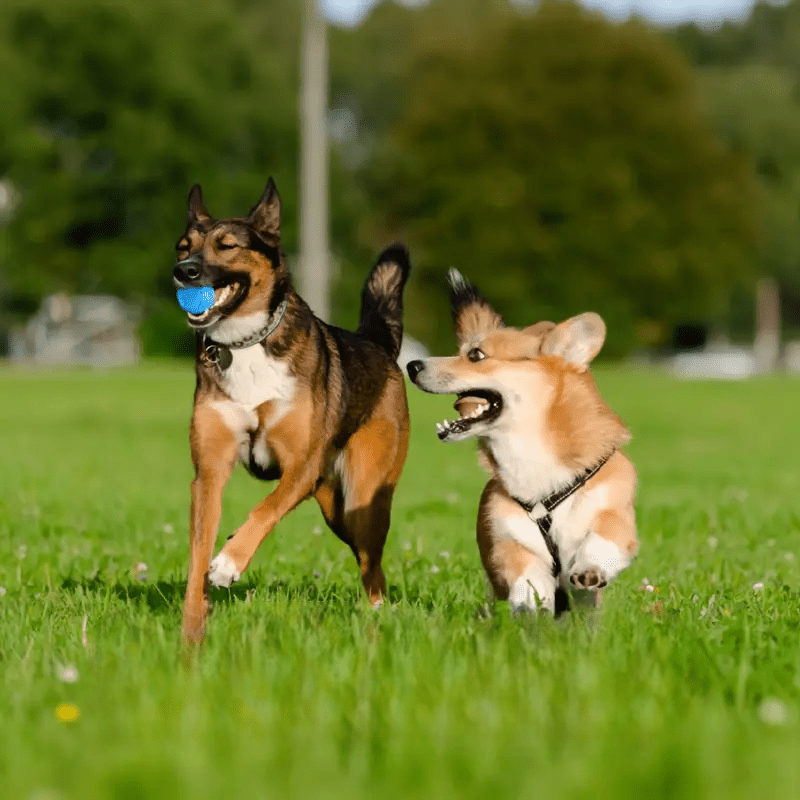 Balle pour Chien - DogChewToys™ - Bleu - Le royaume du chien