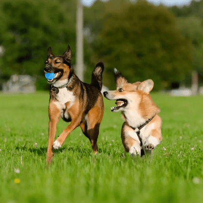 Balle pour Chien - DogChewToys™ - Bleu - Le royaume du chien