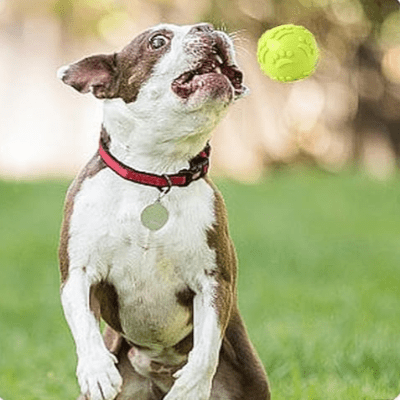 Balle pour Chien - DogChewToys™ - Jaune - Le royaume du chien