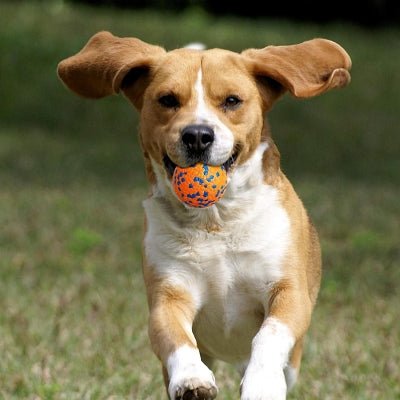Balle pour chien - DogsPlayBall™ - Orange - Le royaume du chien