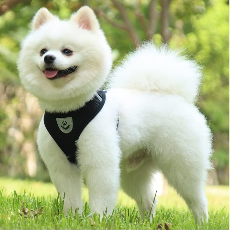 Harnais Petit Chien - DogHarnessLeadLeash™ - Noir - Le royaume du chien