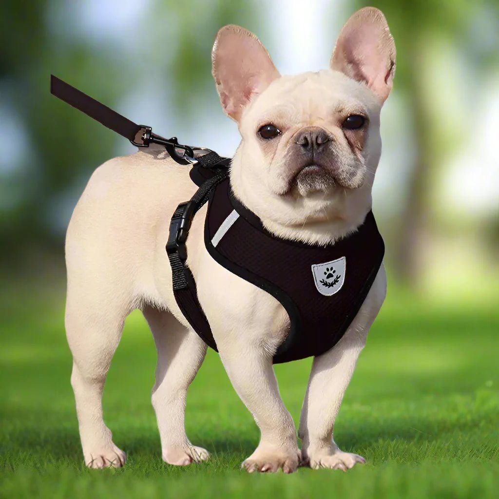 Harnais Petit Chien - DogHarnessLeadLeash™ - Noir - Le royaume du chien
