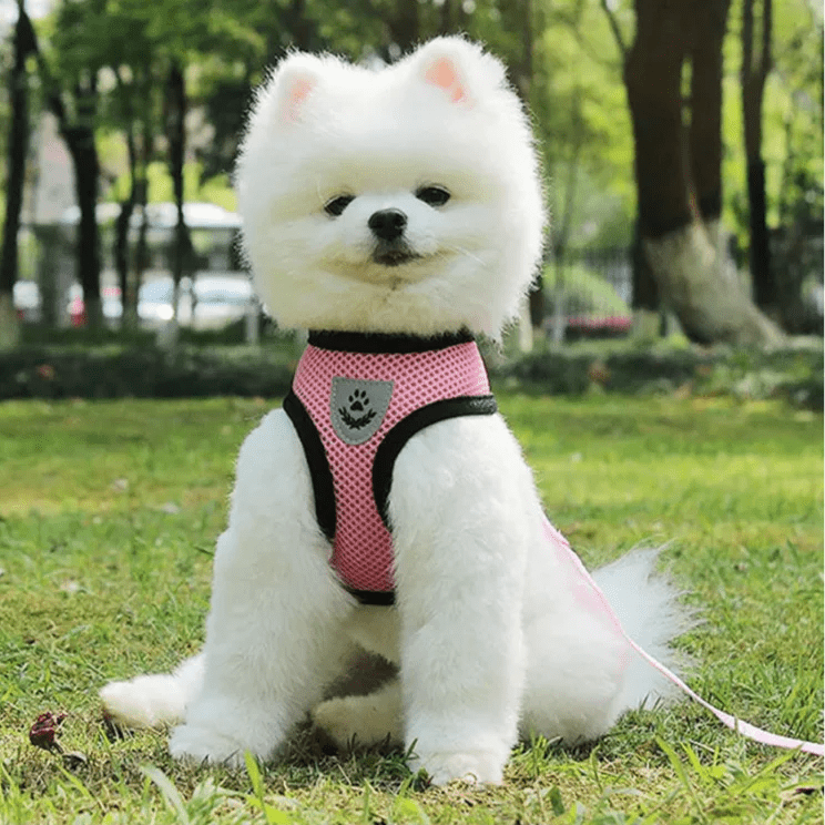 Harnais Petit Chien - DogHarnessLeadLeash™ - Rose - Le royaume du chien