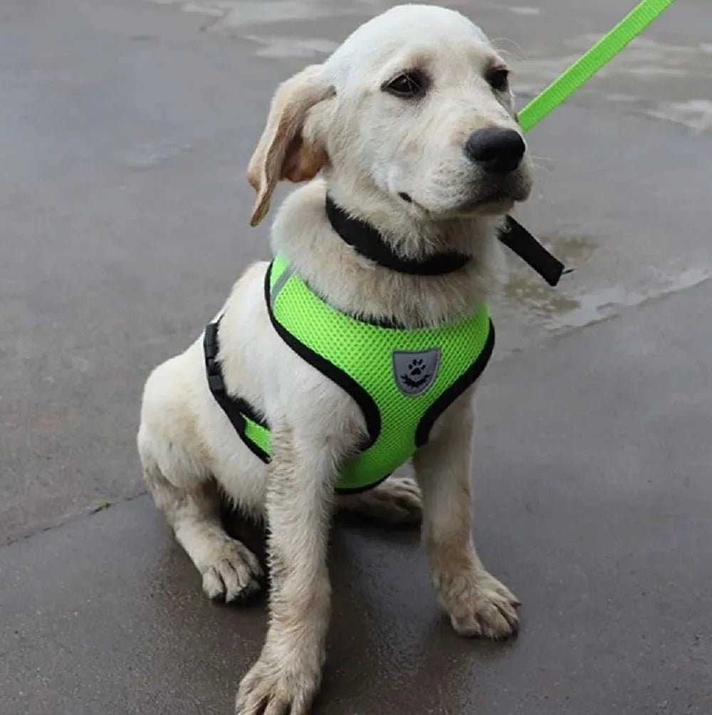 Harnais Petit Chien - DogHarnessLeadLeash™ - Vert - Le royaume du chien