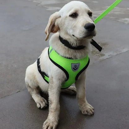 Harnais Petit Chien - DogHarnessLeadLeash™ - Vert - Le royaume du chien