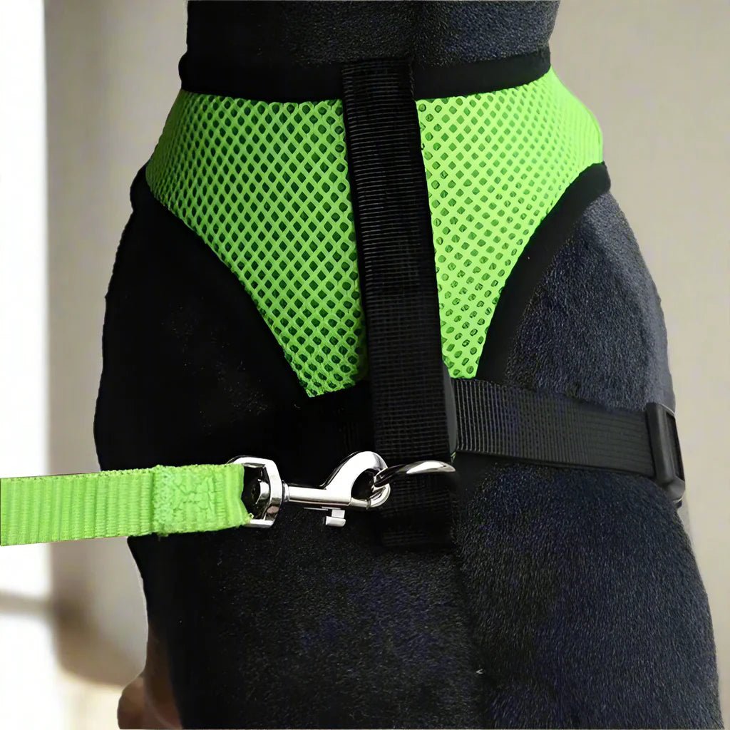 Harnais Petit Chien - DogHarnessLeadLeash™ - Vert - Le royaume du chien