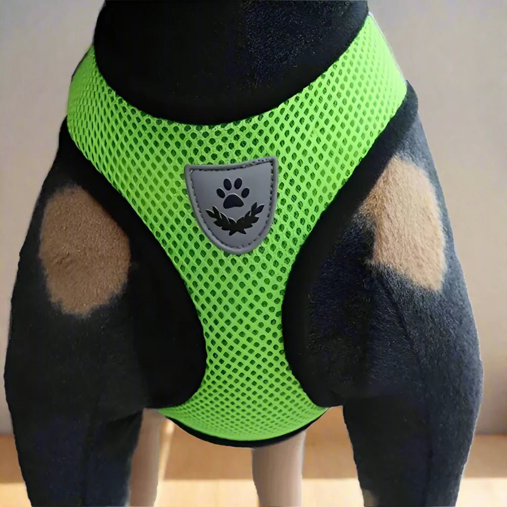 Harnais Petit Chien - DogHarnessLeadLeash™ - Vert - Le royaume du chien