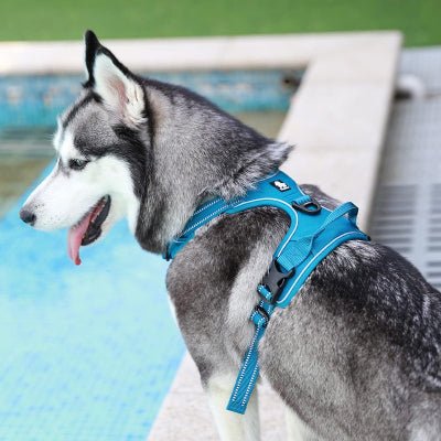 Harnais - PullFree™ - Bleu - Le royaume du chien