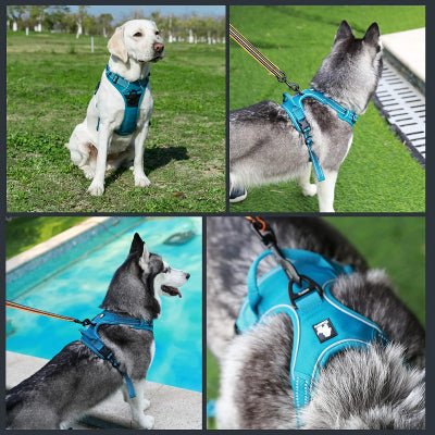 Harnais - PullFree™ - Bleu - Le royaume du chien